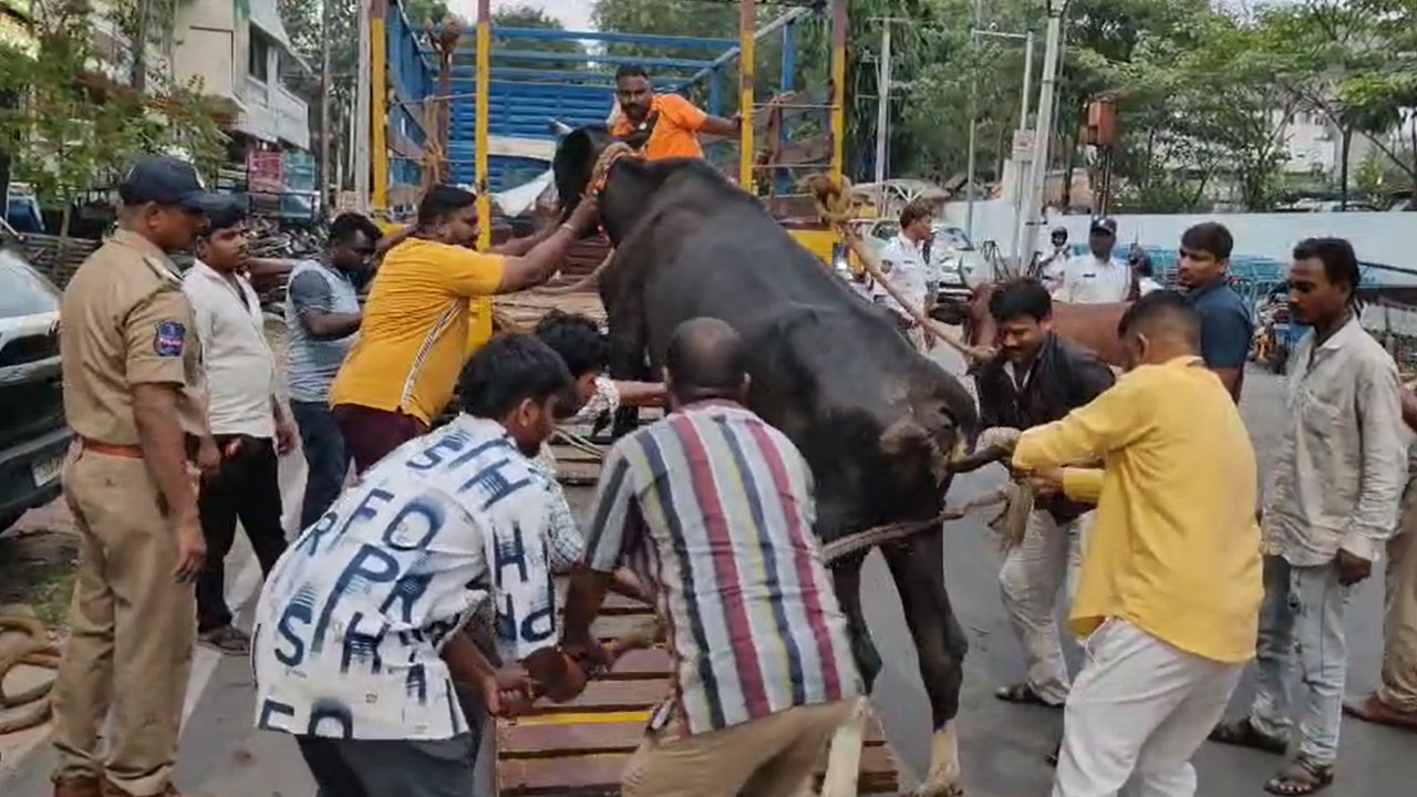Hyderabad: Stray Cows, Bulls Removed in Joint Operation by Police and GHMC