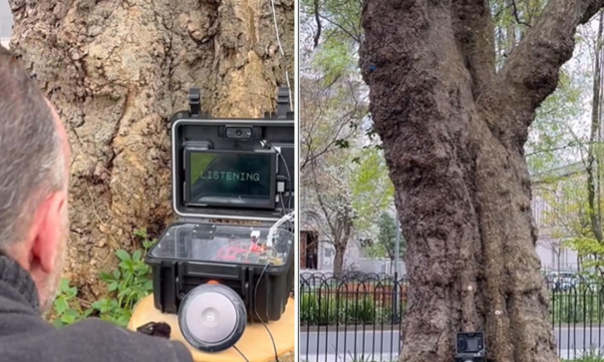 Talking Tree: 200-Year-Old Tree Speaks Through AI; Is This the Future of Nature? Video
