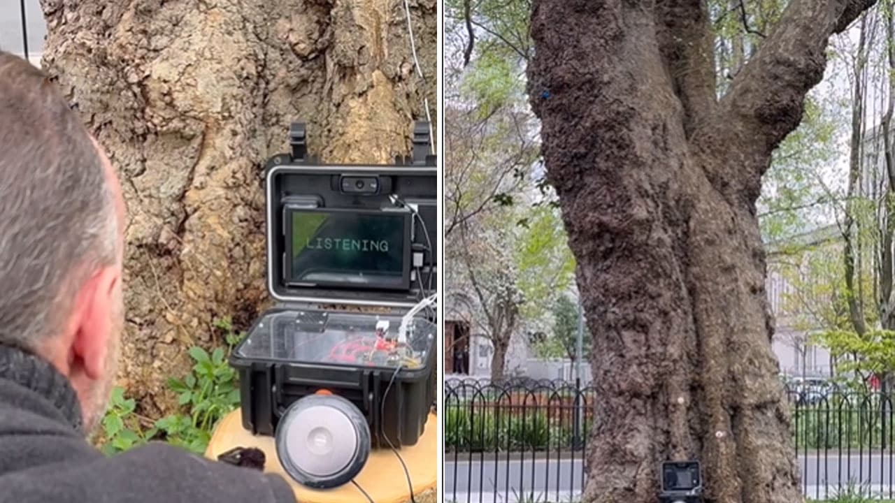 Talking Tree: 200-Year-Old Tree Speaks Through AI; Is This the Future of Nature? Video
