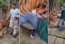 Watch: Tiger Attacks Indian Tourist During Selfie Attempt at Phuket’s Tiger Kingdom