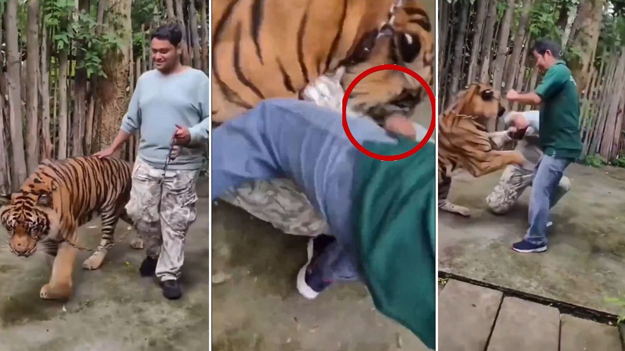 Watch: Tiger Attacks Indian Tourist During Selfie Attempt at Phuket’s Tiger Kingdom