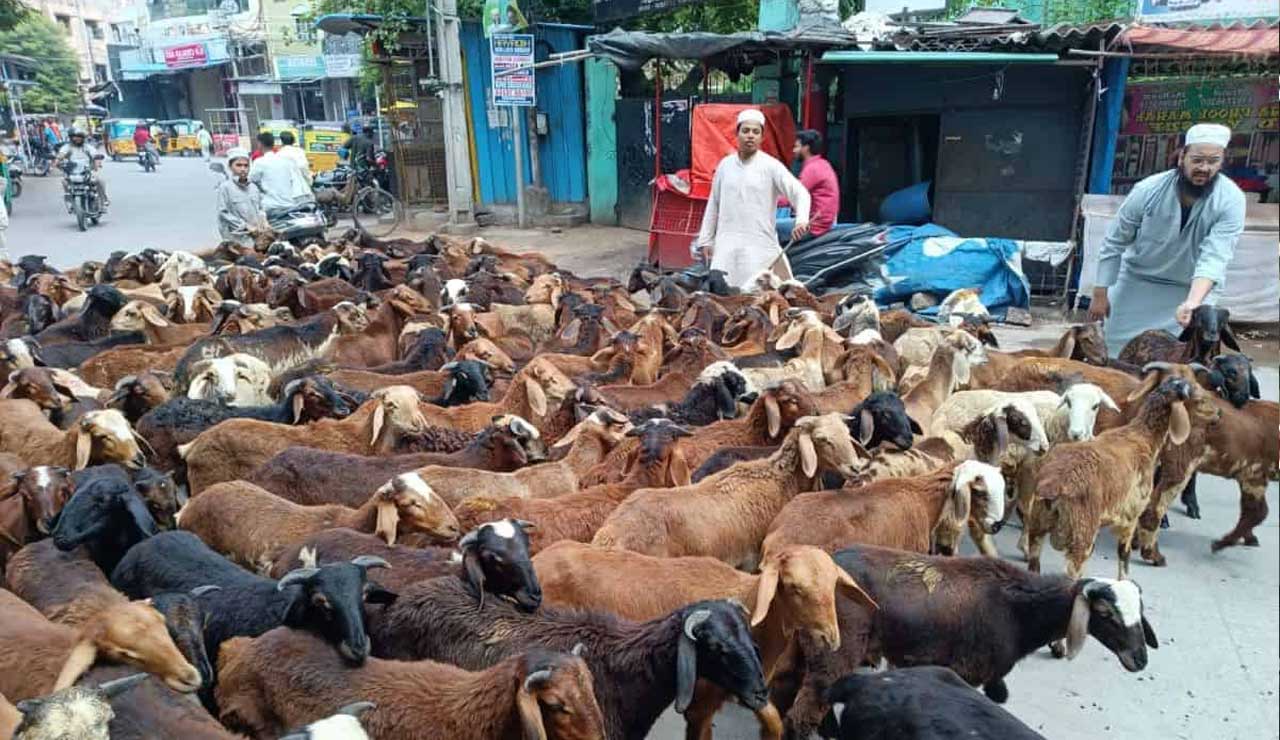 Hyderabad: Qurbani Animal Prices Surge Ahead of Eid al-Adha 2025