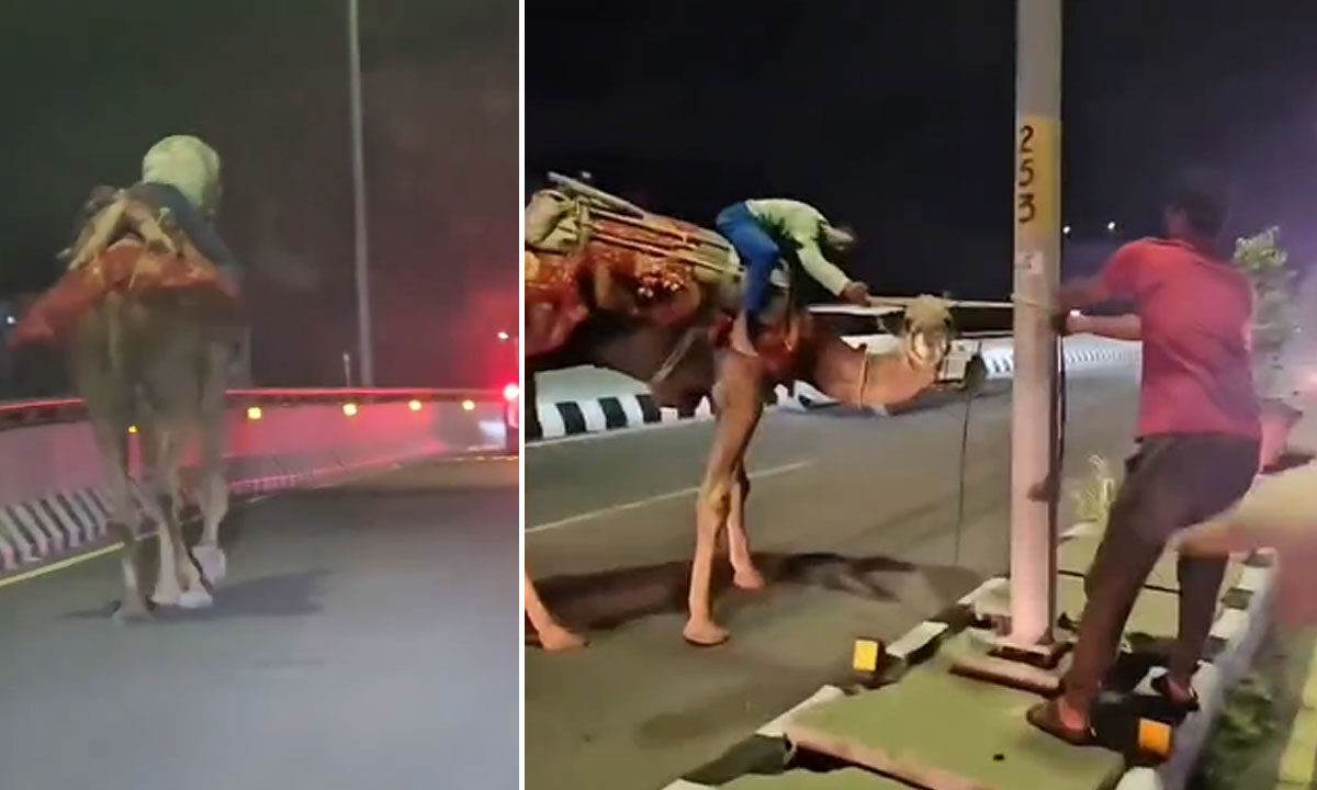 Hyderabad Flyover Turns into Desert Trail: Drunk Man Rides Camel at High Speed on PVNR Expressway