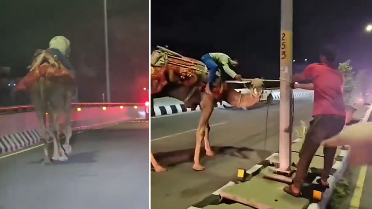 Hyderabad Flyover Turns into Desert Trail: Drunk Man Rides Camel at High Speed on PVNR Expressway