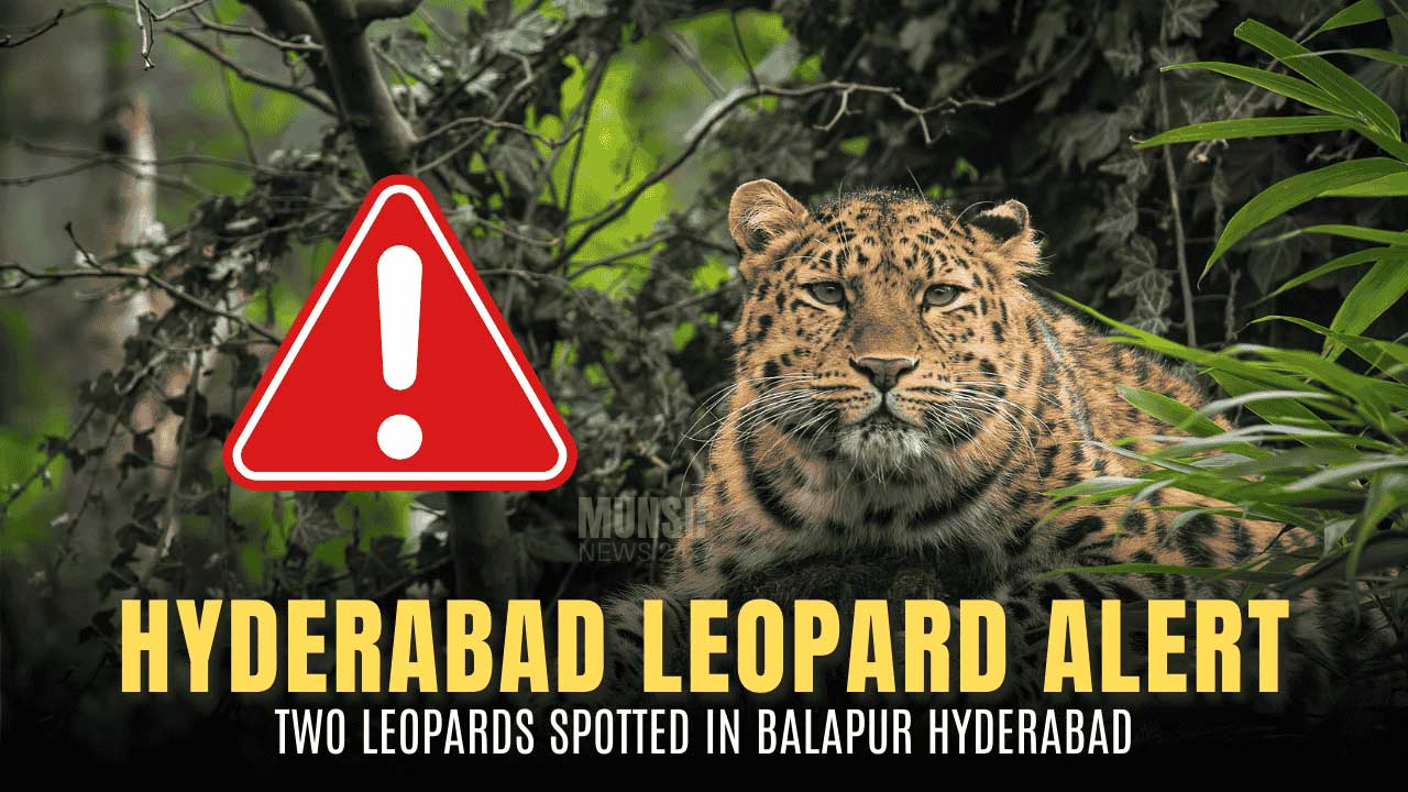Forest department teams conduct search operations near RCI Campus in Balapur after confirmed leopard sightings. (Representative Image)