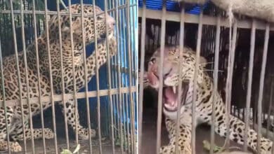 Leopard Nabbed in Tech Park Area After Weeks of Tracking in Hyderabad