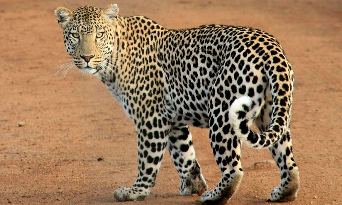 Hyderabad: Leopard Scare at Defence Labs School, Forest Department Sets Up Camera Traps