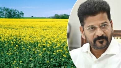 Subsidy for Farmers Cultivating Oilseed Crops; Seeds and Equipment to Be Provided