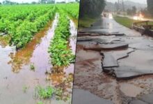 Telangana Heavy Rains: IMD Red Alert Issued and Crops & Infrastructure Damaged