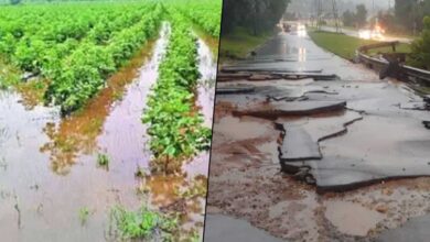 Telangana Heavy Rains: IMD Red Alert Issued and Crops & Infrastructure Damaged