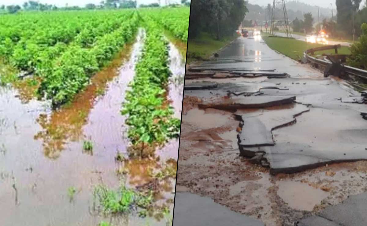 Telangana Heavy Rains: IMD Red Alert Issued and Crops & Infrastructure Damaged