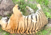 Tigress found dead in Karnataka's Bhadra reserve