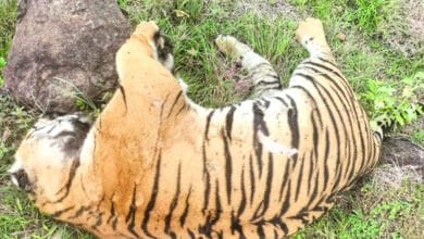 Tigress found dead in Karnataka's Bhadra reserve