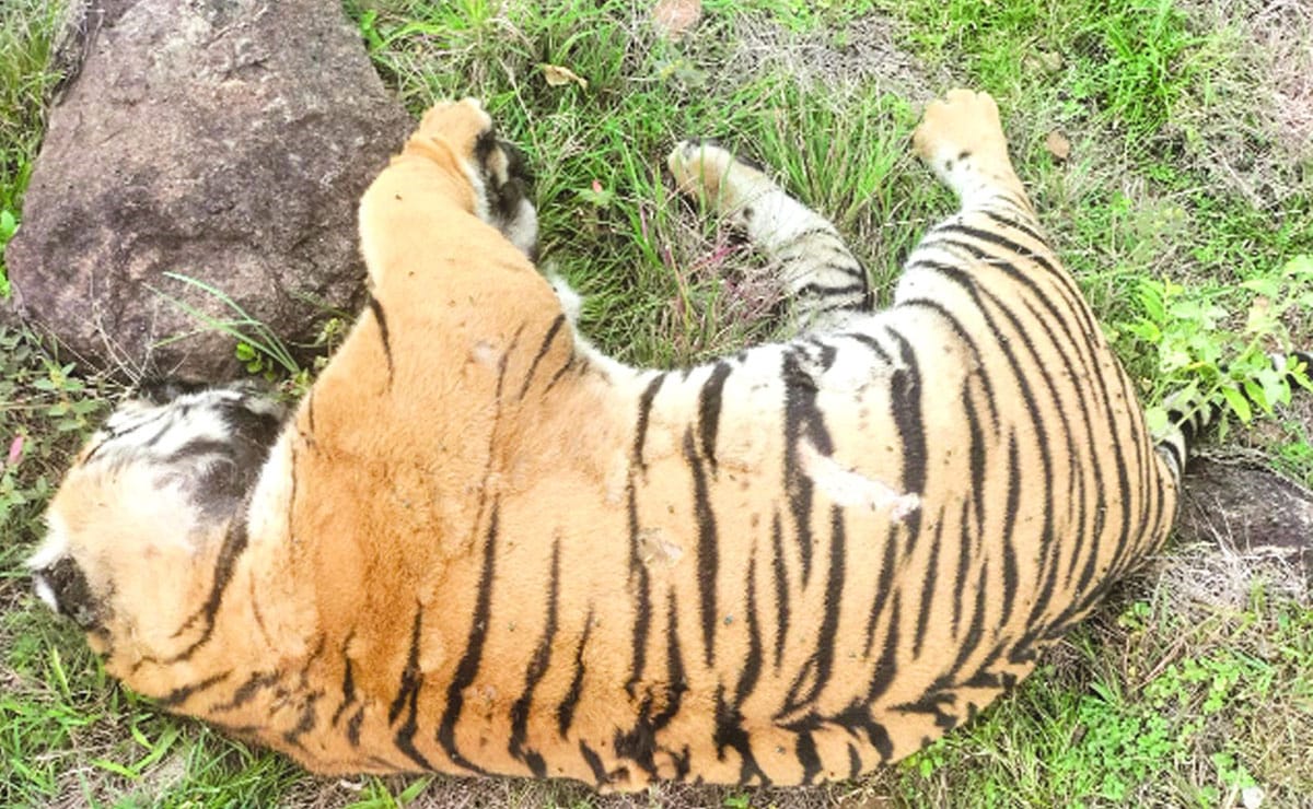 Tigress found dead in Karnataka's Bhadra reserve