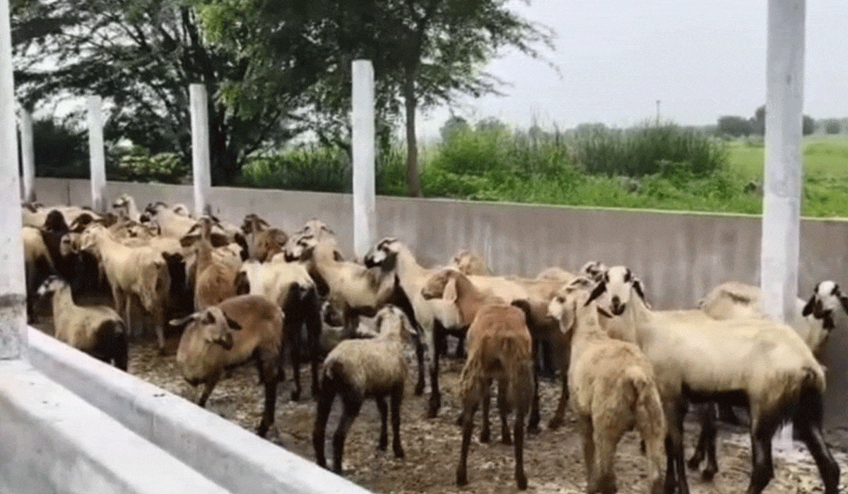 Stray Dog Attack Kills 100 Sheep at Yadadri-Bhuvanagiri Farm