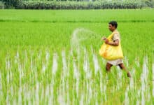 'No shortage of urea', Telangana Minister assures farmers