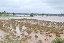15 Acres of Crops Submerged in Shamshabad as Heavy Rains Continue