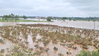 15 Acres of Crops Submerged in Shamshabad as Heavy Rains Continue
