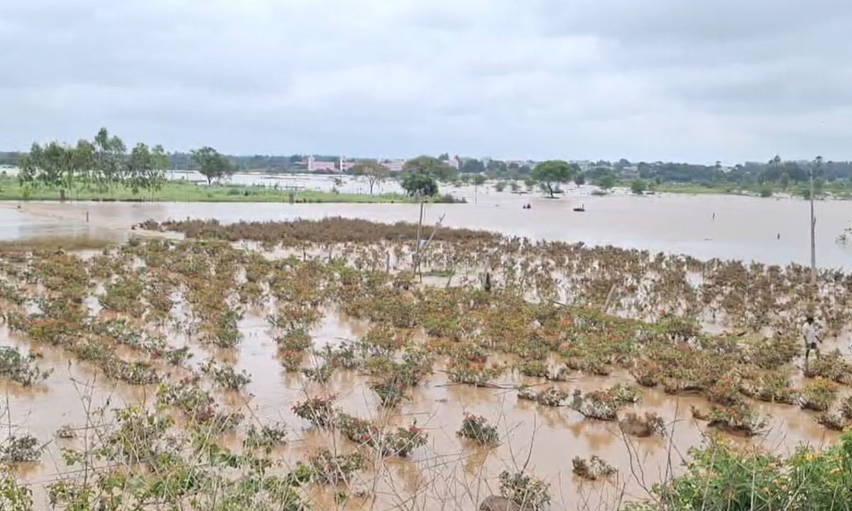 15 Acres of Crops Submerged in Shamshabad as Heavy Rains Continue