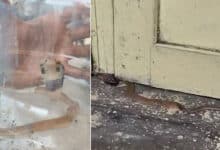 Fear Along Musi River: King Cobra Cubs Enter Homes, Safety Negligence Exposed