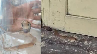 Fear Along Musi River: King Cobra Cubs Enter Homes, Safety Negligence Exposed