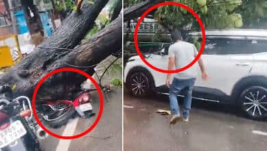 Hyderabad: Heavy Rains Near NIMS Hospital Cause Tree Fall, Vehicles Damaged: Video