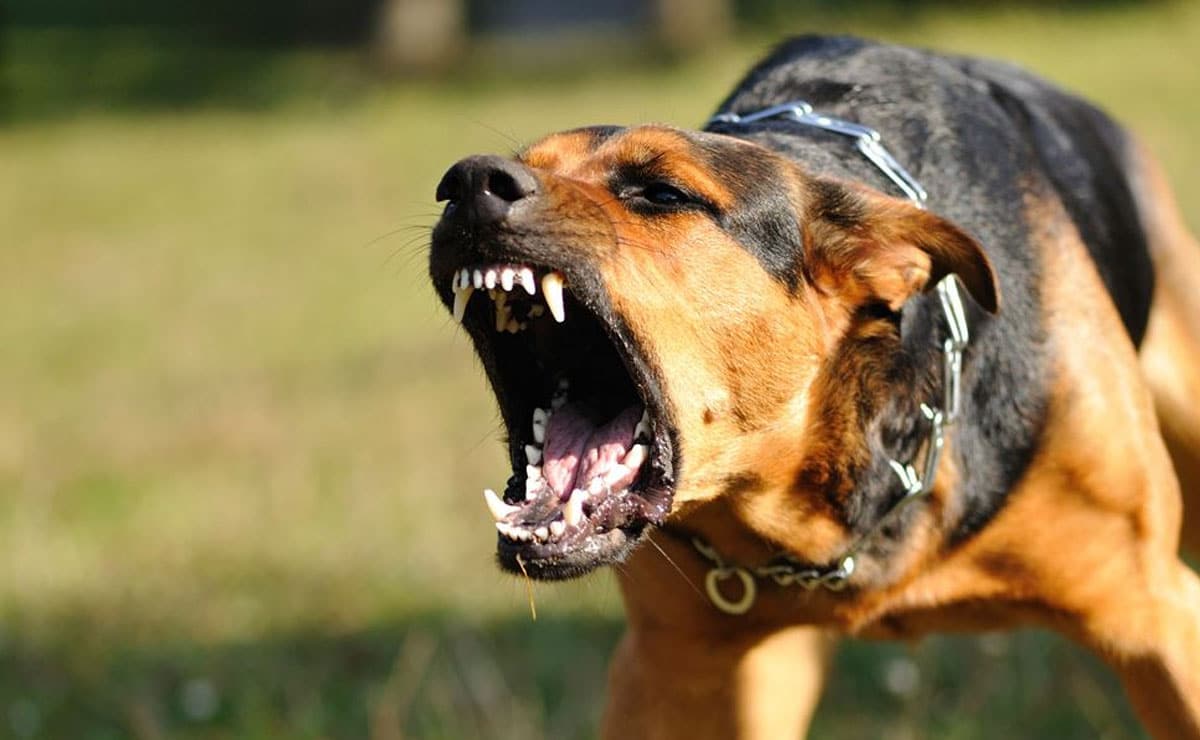 Telangana Dog Bites On the Rise: 1.2 lakh Cases, 14 Incidents per Hour Reported