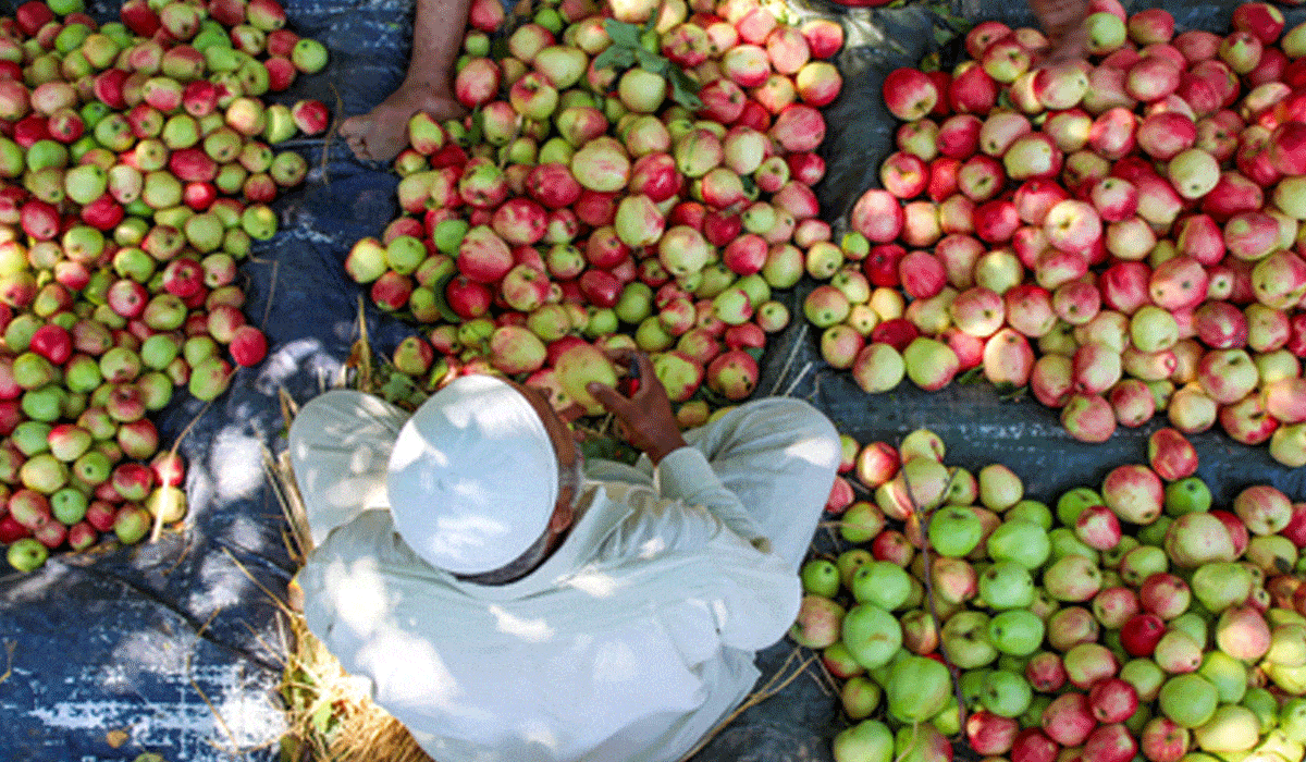 Big relief for Kashmir apple growers, daily parcel train to Delhi from Sep 13