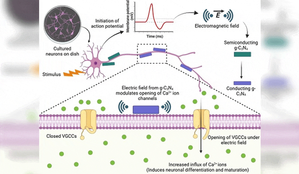 INST researchers develop nanomaterial that stimulates brain cells without surgery