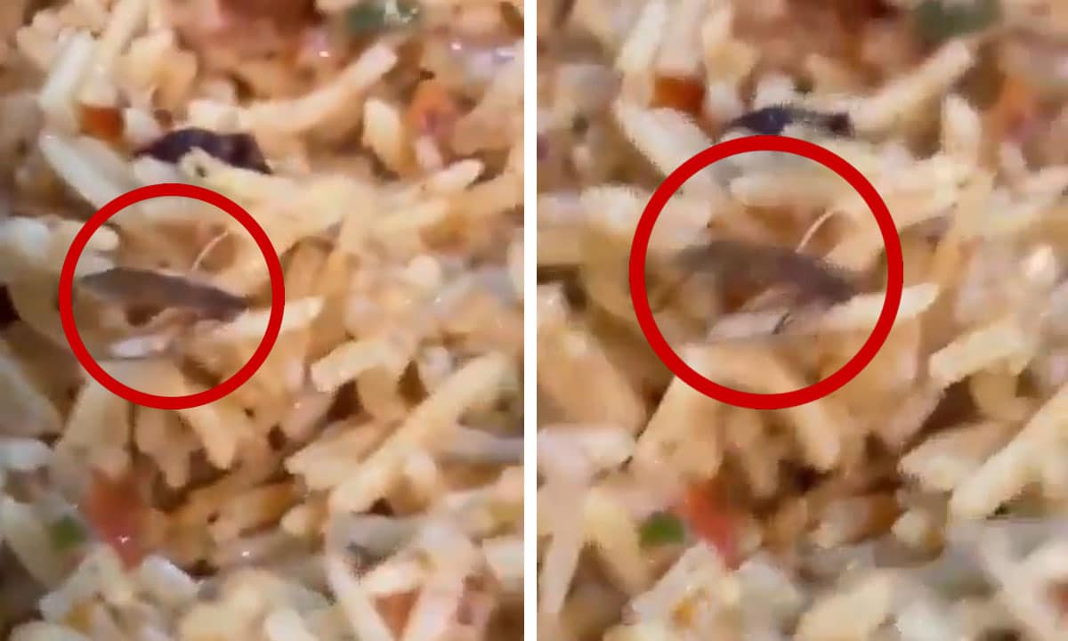 Food Safety Alert: Cockroach Found in Biryani at Arabian Mandi Sparks Outrage in Hyderabad