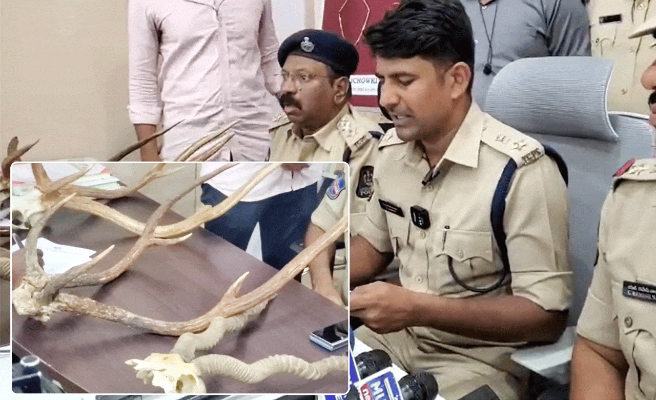 “Hyderabad Shock: Doctor and Realtor Caught with 10 Kg Deer Meat, Horns in Car”