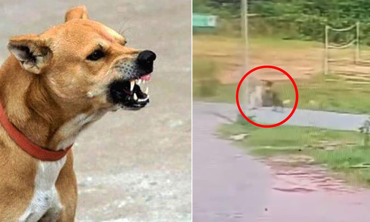 6-Year-Old Mauled by Stray Dogs Inside School Campus, Parents Demand Action