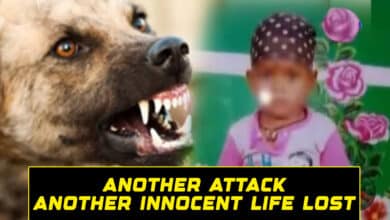 Another Attack, Another Innocent Life Lost: Stray Dog Menace Sparks Outrage in Telangana