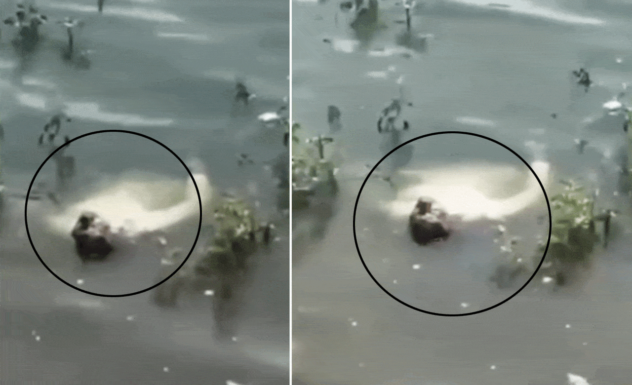 Instagram Reel Obsession Turns Scary: Teen Pretends to be Dead in Flooded Waters for 30 Minutes (Video Goes Viral)