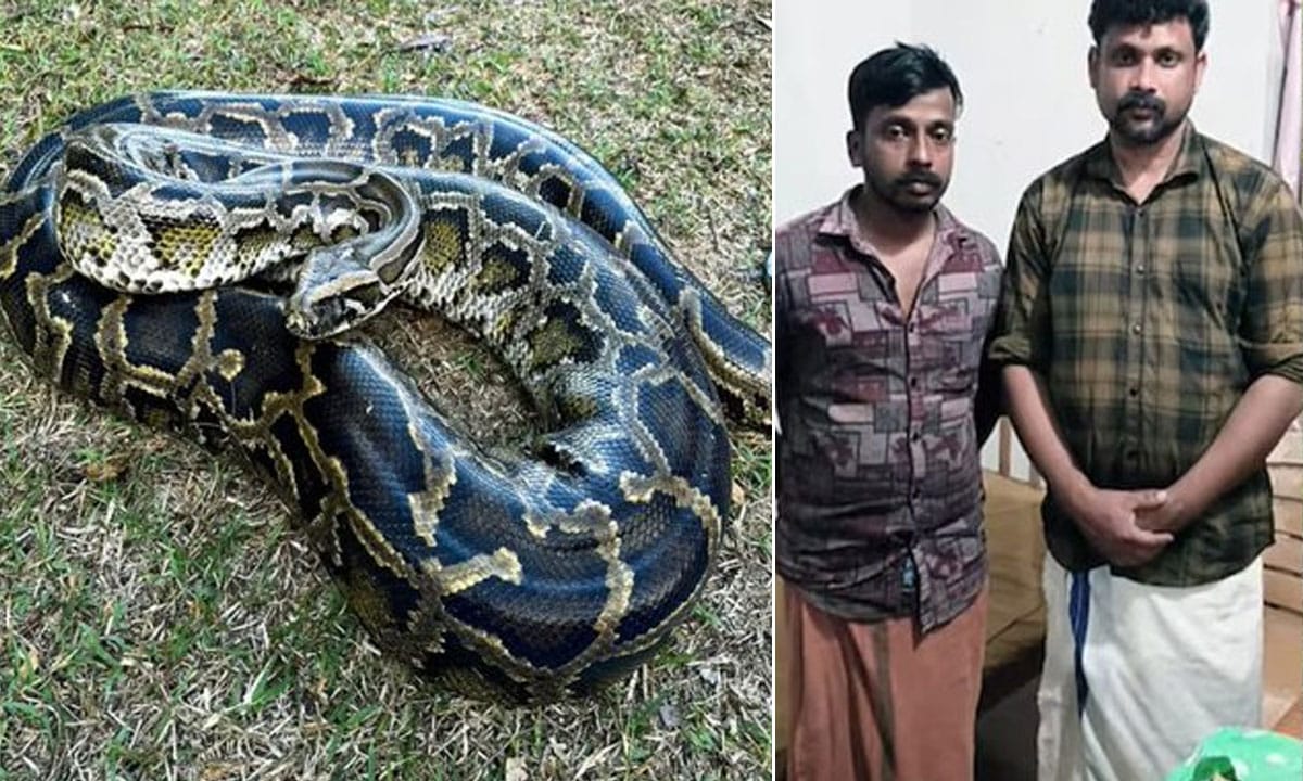 Two Men Arrested in Kerala for Killing and Cooking Python