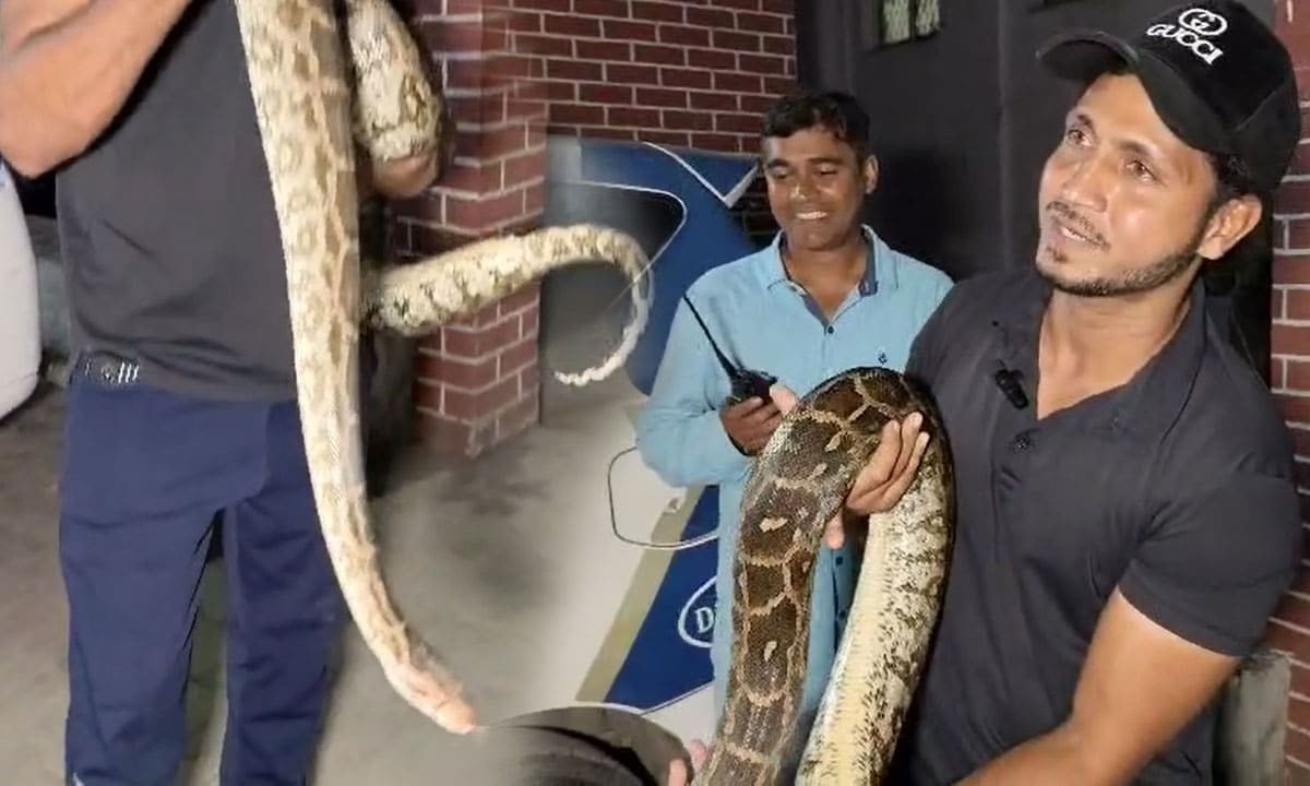 10-Foot Python Sparks Panic in Mir Chowk, Rescued by Friends Snake Society