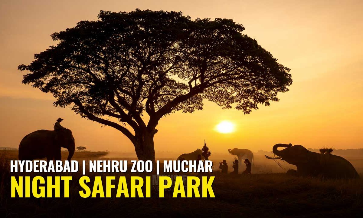 An artist's impression of the proposed night safari experience at Nehru Zoological Park, Hyderabad.