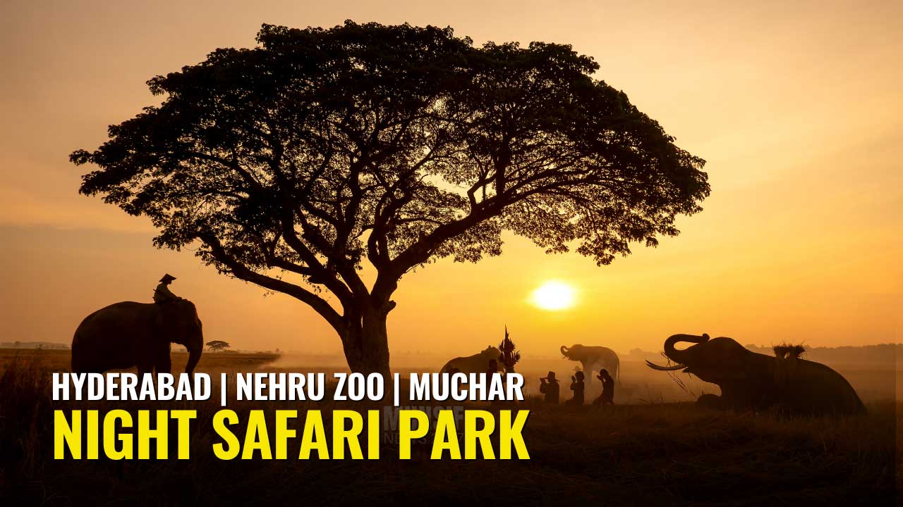 An artist's impression of the proposed night safari experience at Nehru Zoological Park, Hyderabad.