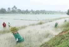 TN BJP, NTK urge Stalin govt to provide immediate relief to flood-hit delta farmers