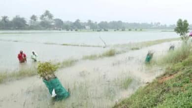 TN BJP, NTK urge Stalin govt to provide immediate relief to flood-hit delta farmers