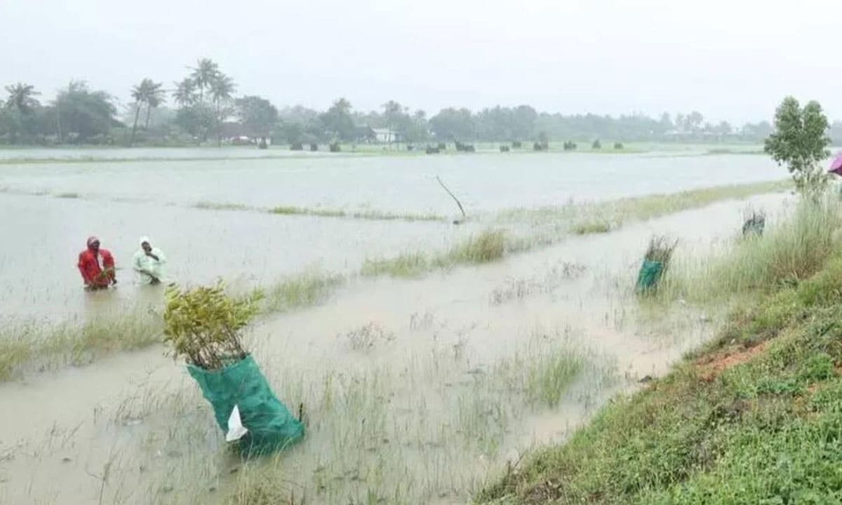 TN BJP, NTK urge Stalin govt to provide immediate relief to flood-hit delta farmers