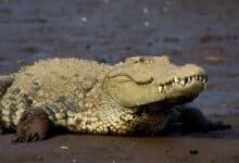 Alert in Tamil Nadu's Chidambaram village after sighting crocodiles