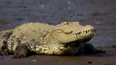 Alert in Tamil Nadu's Chidambaram village after sighting crocodiles