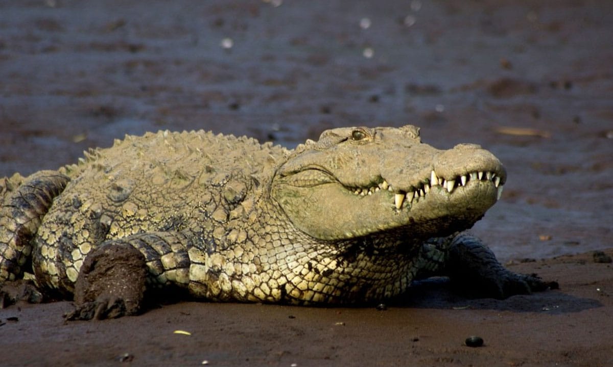 Alert in Tamil Nadu's Chidambaram village after sighting crocodiles