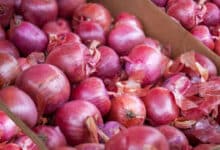 Onion Price Crash Triggers Farmer Distress Across Telangana and Maharashtra