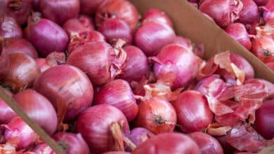 Onion Price Crash Triggers Farmer Distress Across Telangana and Maharashtra