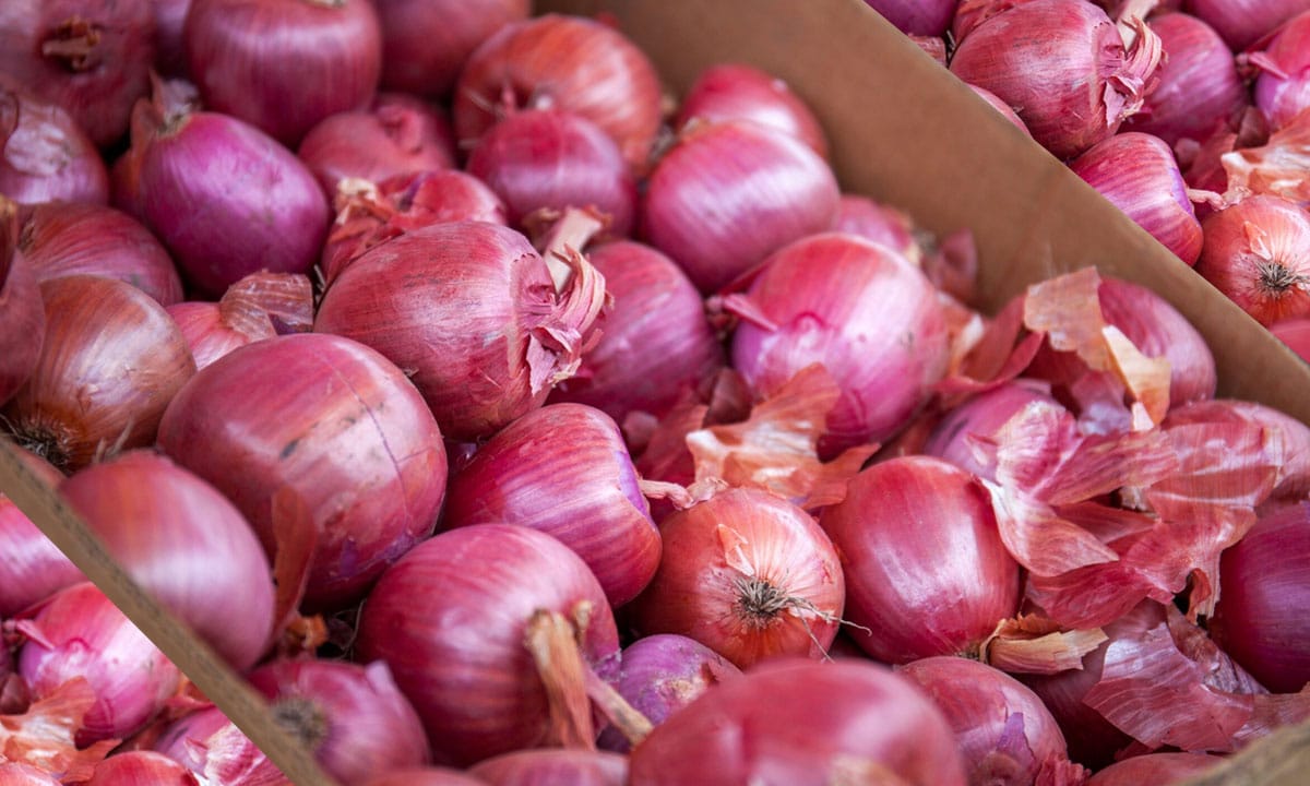 Onion Price Crash Triggers Farmer Distress Across Telangana and Maharashtra
