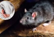 Telangana Tragedy: Toddler Dies After Accidentally Consuming Rat Poison Mistaken for Toothpaste