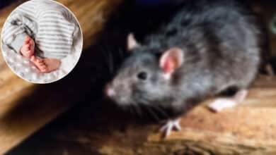 Telangana Tragedy: Toddler Dies After Accidentally Consuming Rat Poison Mistaken for Toothpaste