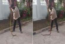 Snake Sightings Spark Alarm in Ministers’ Residential Complex in Hyderabad